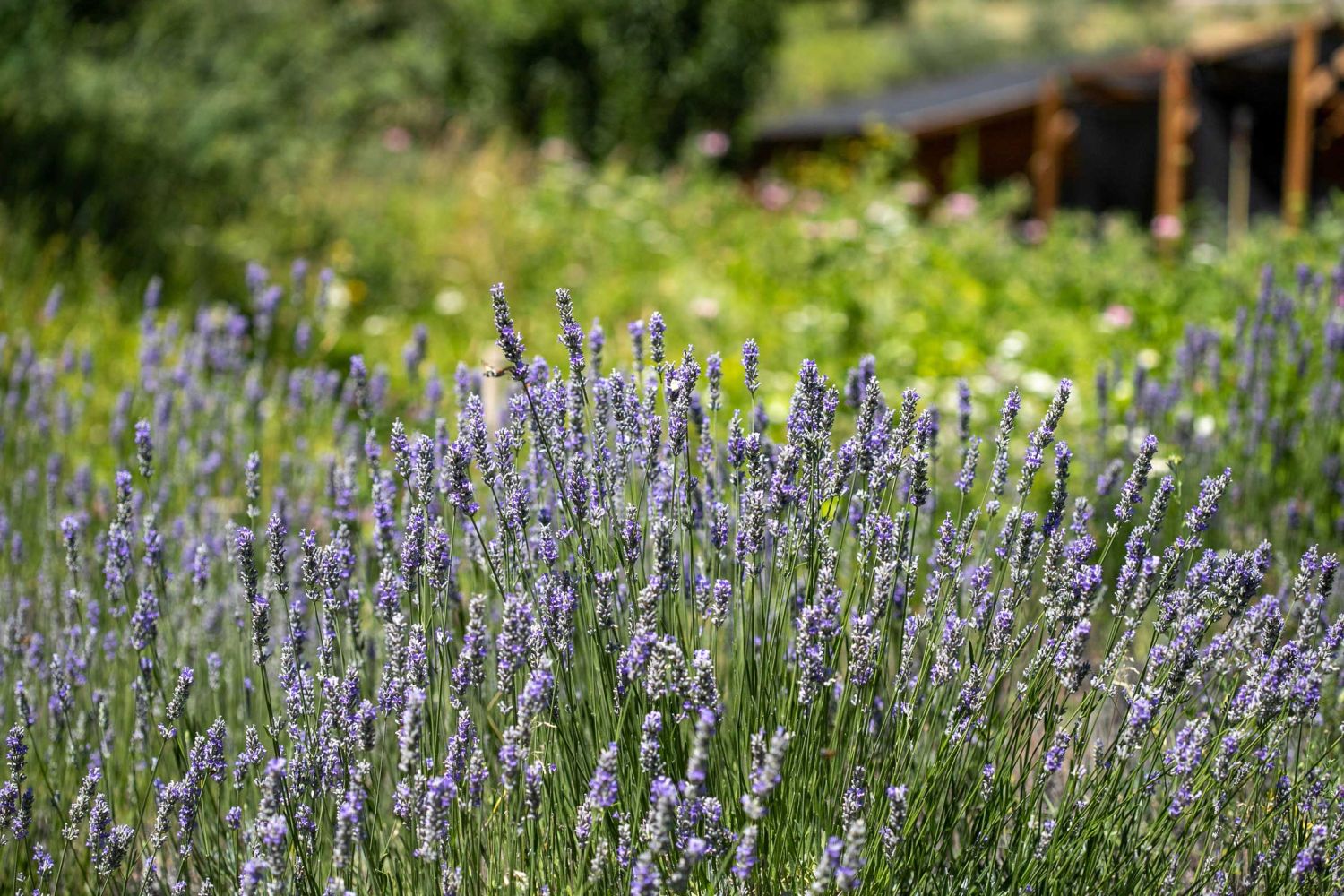 Herbes de l'Alt Pirineu